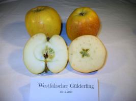 Westf&aumllischer G&uuml;lderling