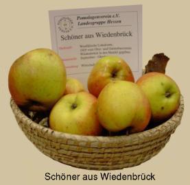 Wiedenbrücker